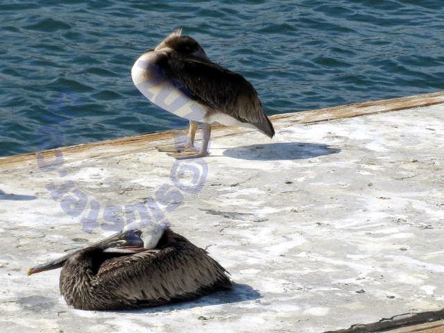 Pelicans resting on dock