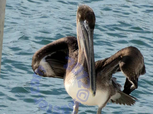 Pelican posing
