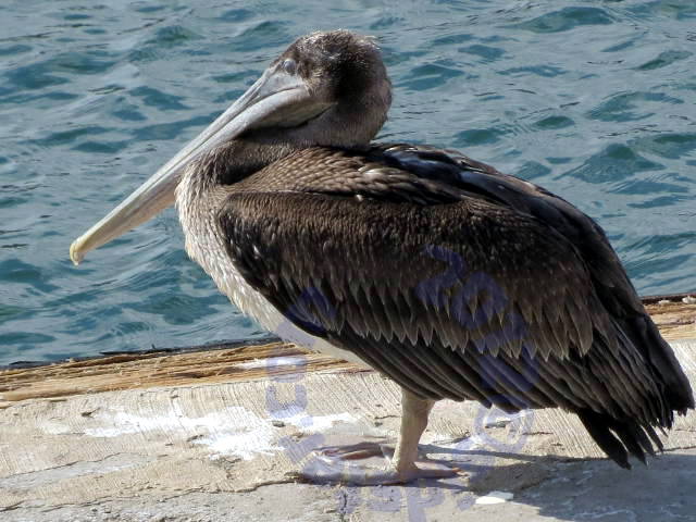 Pelican profile
