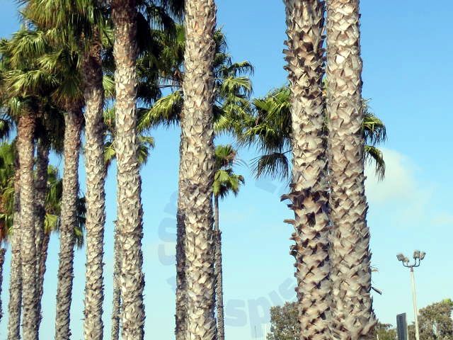Rows of palms