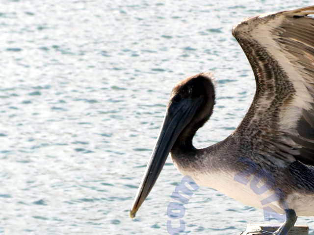 Pelican wings open