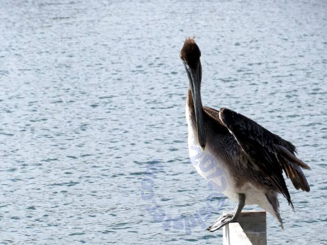 Pelican perched 1
