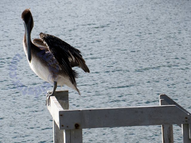 Pelican perched 2