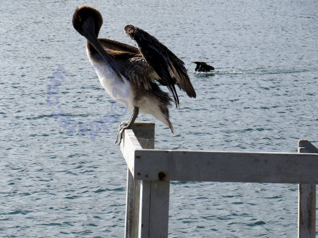 Pelican perched 4
