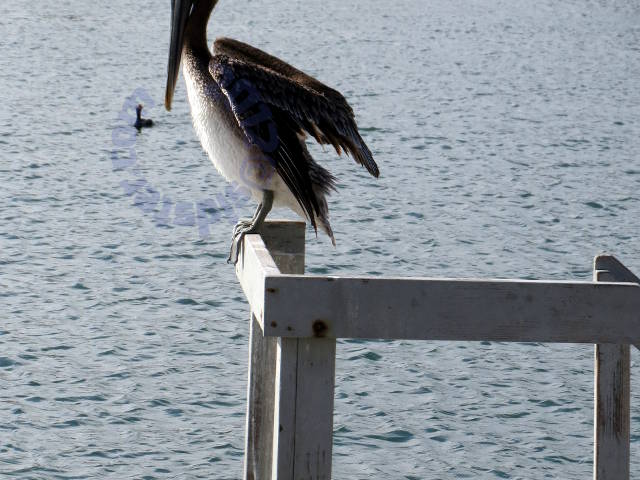 Pelican perched 5