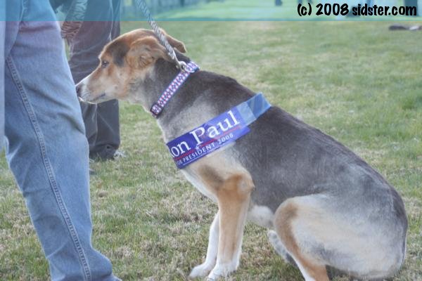 Smart Dog Supporting Ron Paul